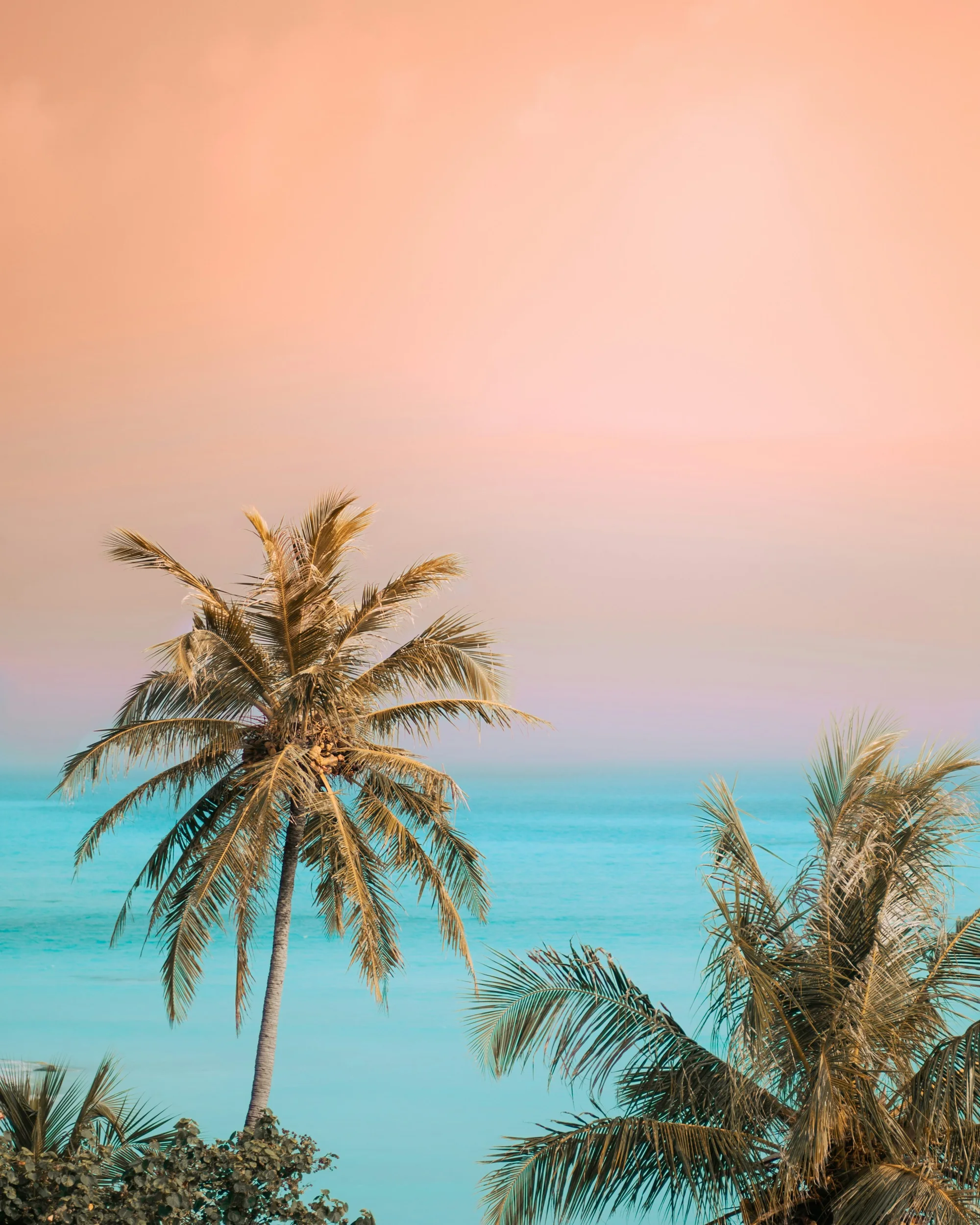 A coconut palm frames the evening ocean at Fulidhoo