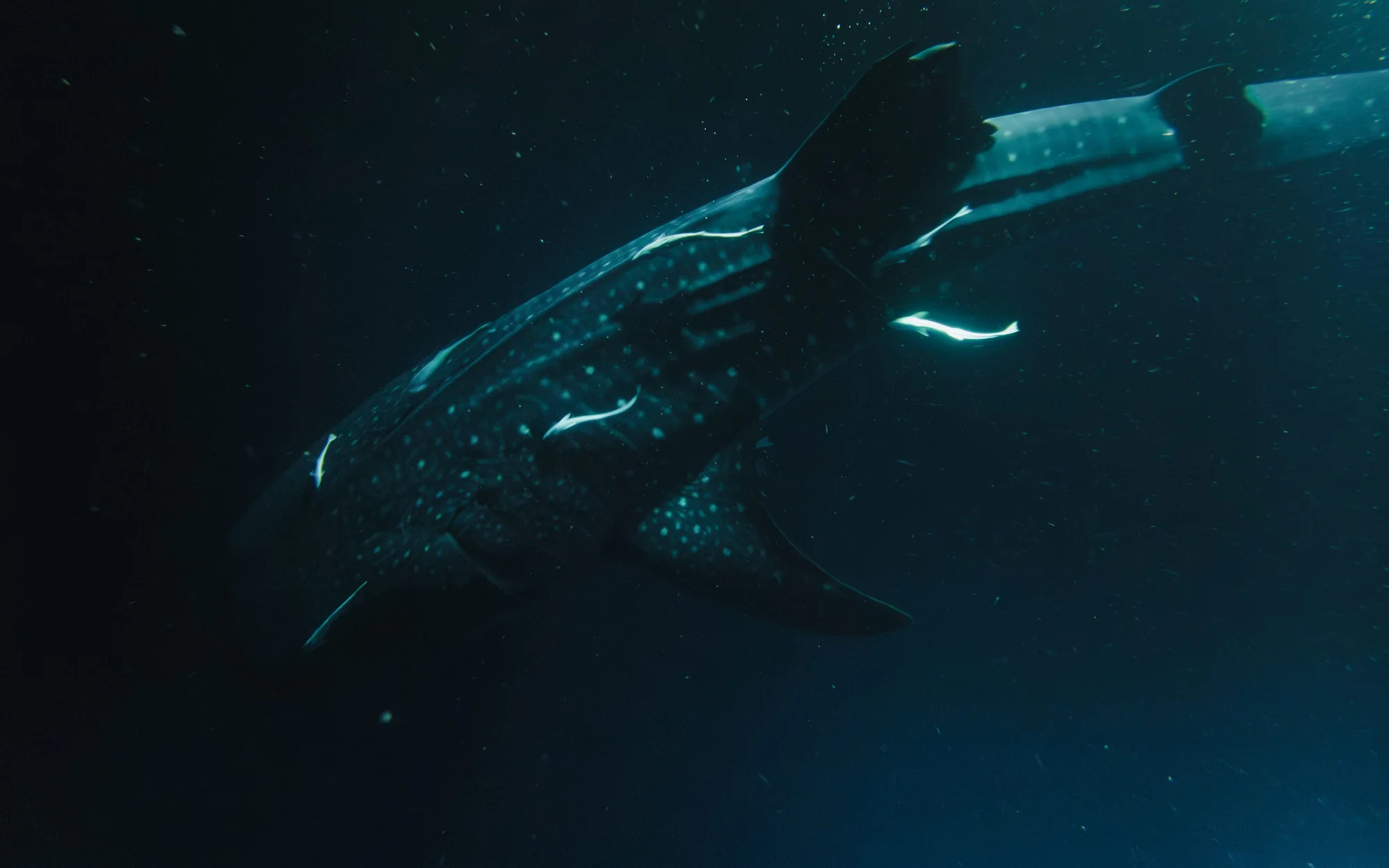 A whale shark swimming through the clear blue waters of the Maldives