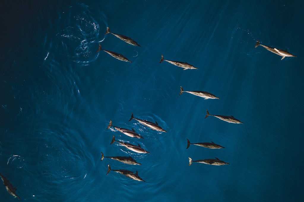Dolphins seen on an excursion from Furaveri Maldives