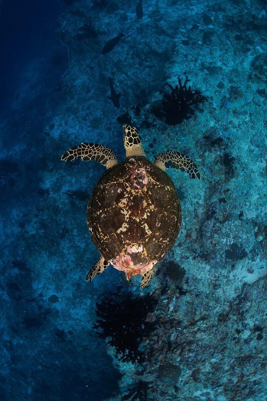 Sea turtle on the reef