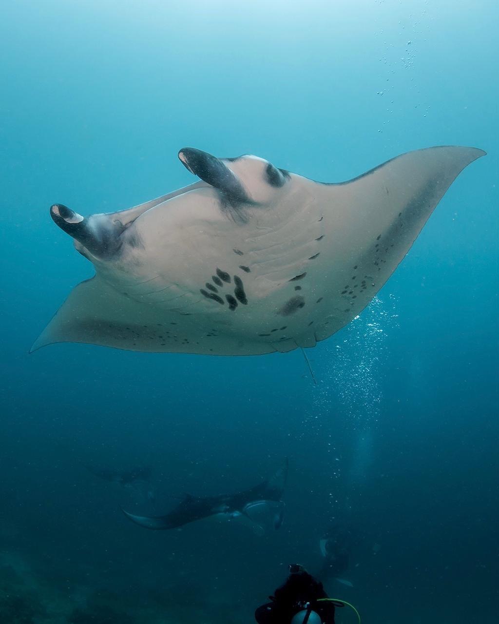 Manta ray swimming over a reef