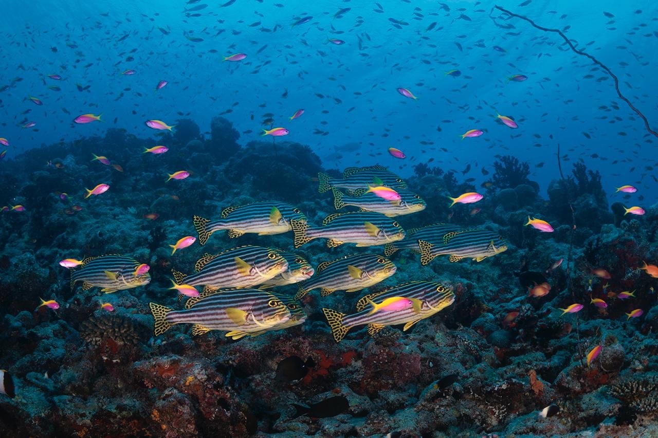 A school of fish moving over the reef