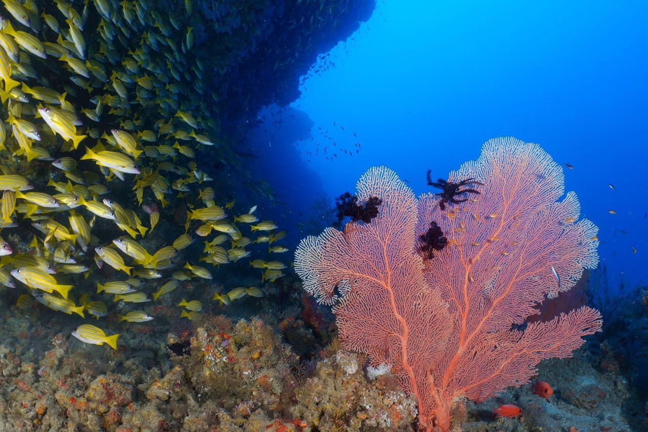 Coral and yellow reef fish