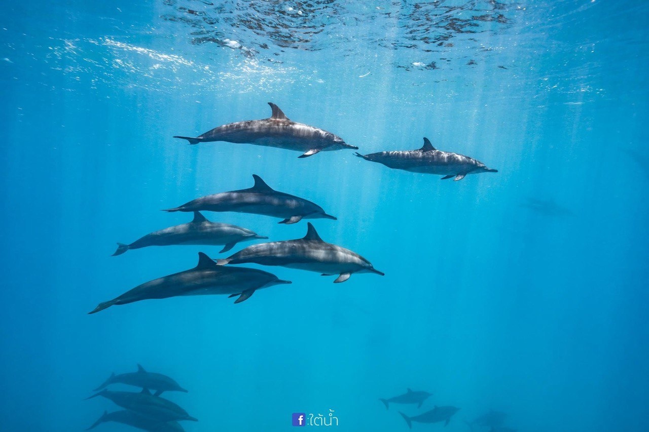 Dolphins swimming underwater