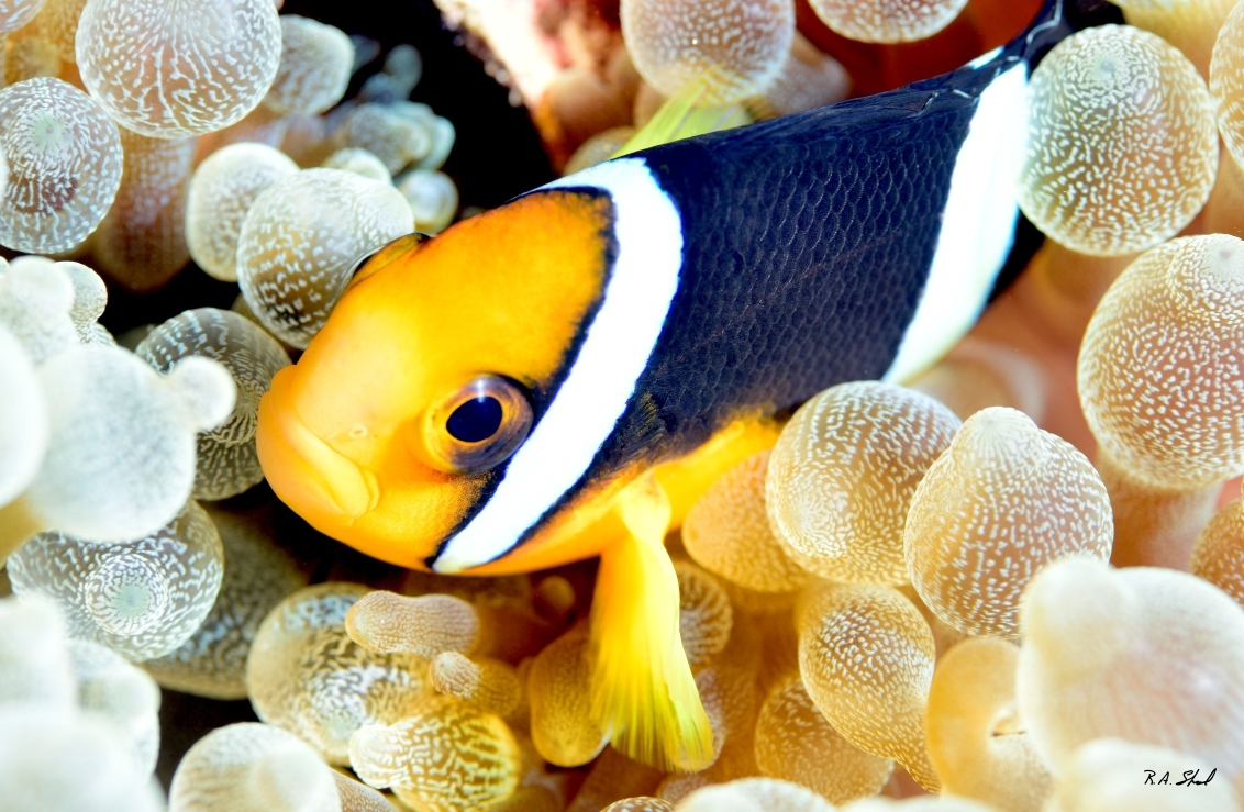 Clownfish among anemones on a Maldives reef