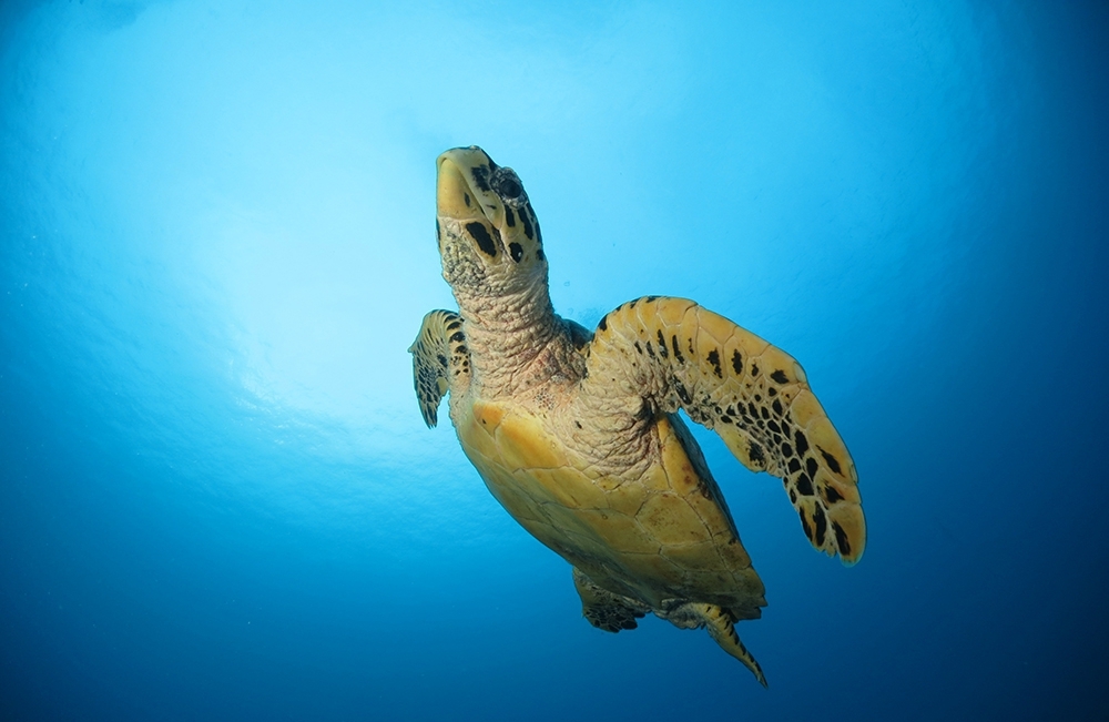 Sea turtle swimming underwater