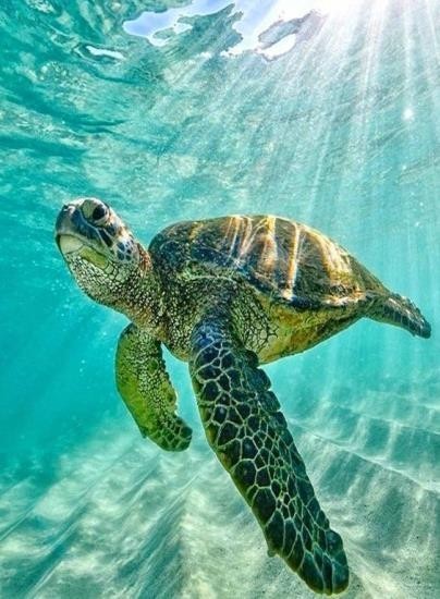 Sea turtle swimming in clear water